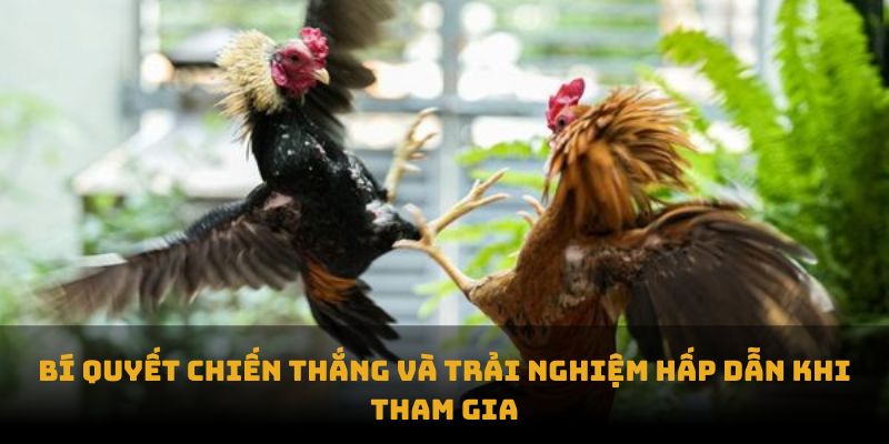 Bí quyết chiến thắng và trải nghiệm hấp dẫn khi tham gia